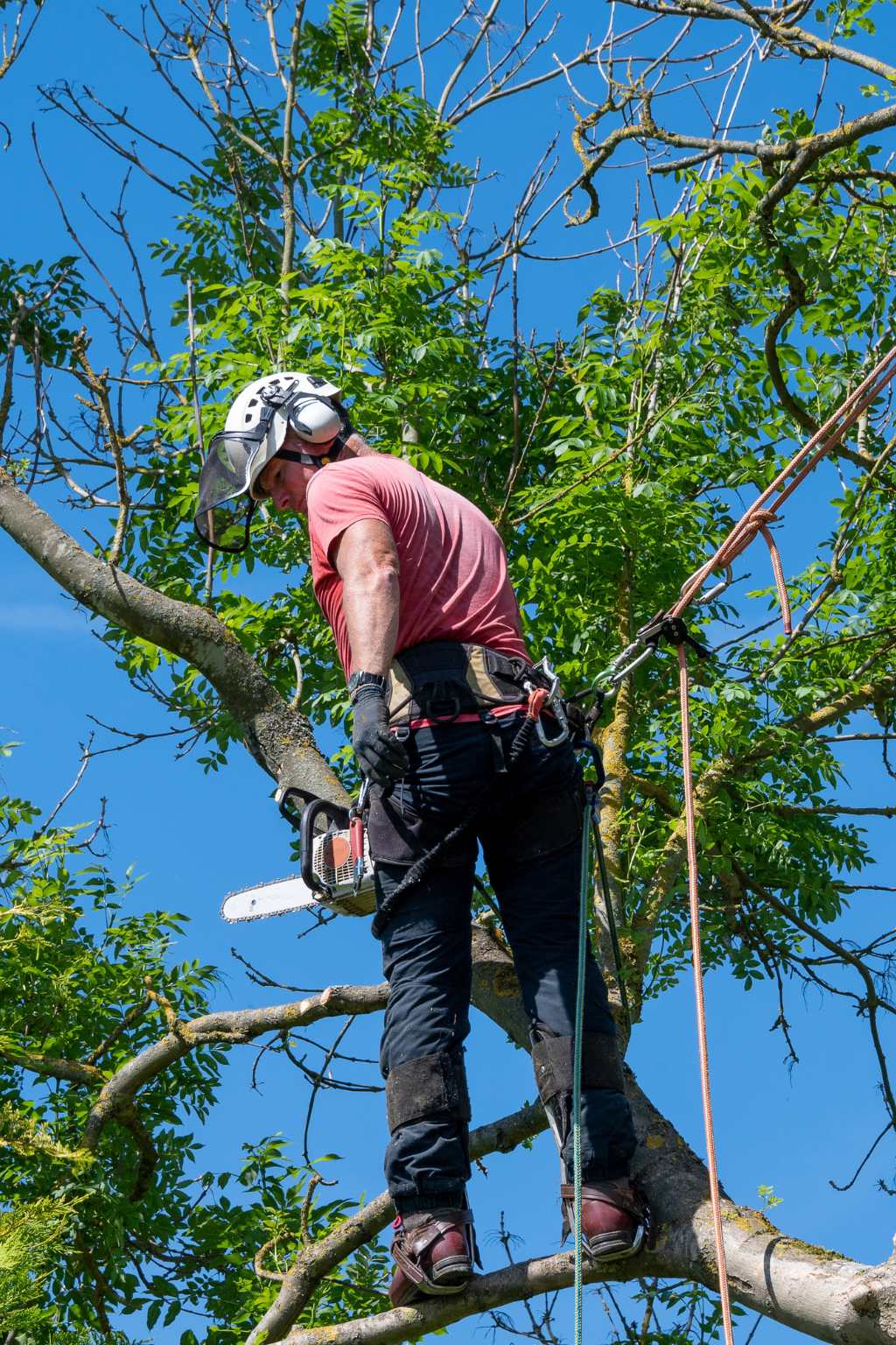 Wilmington NC Arborist Experts