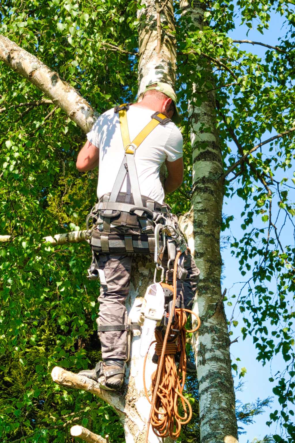 Arborist Wilmington NC
