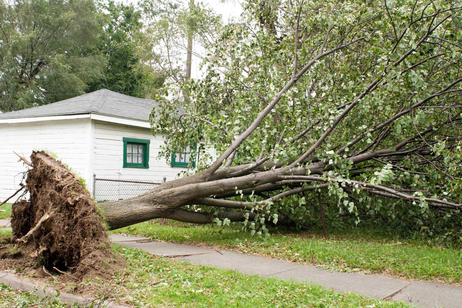 Emergency Tree Removal Wilmington NC