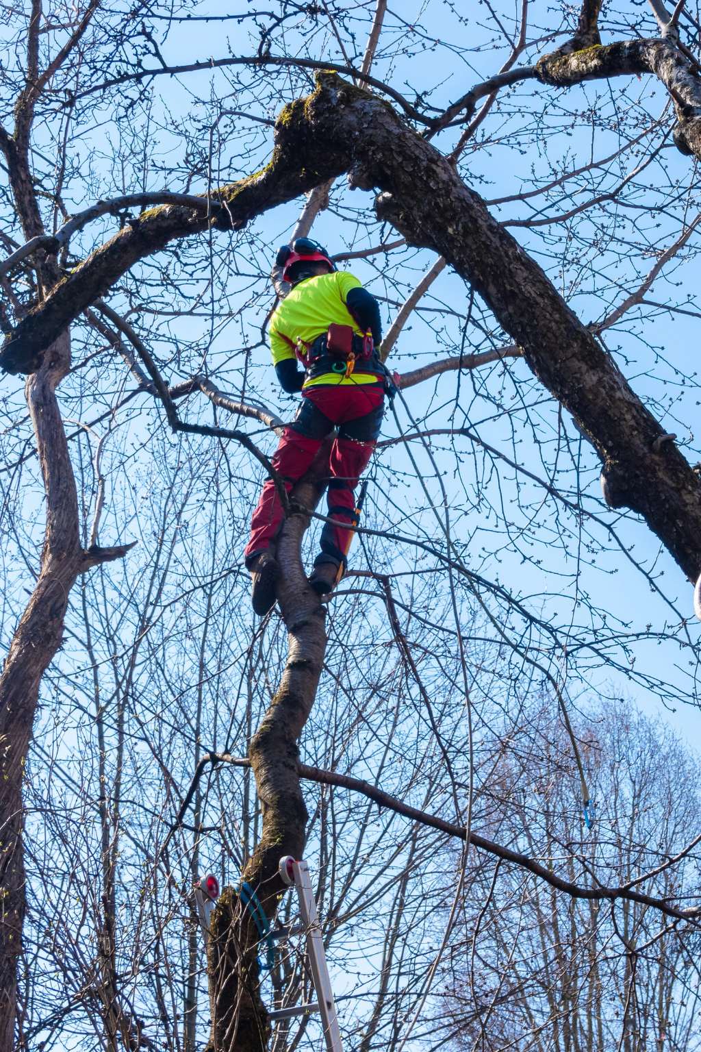 Tree Cutting Service Wilmington NC