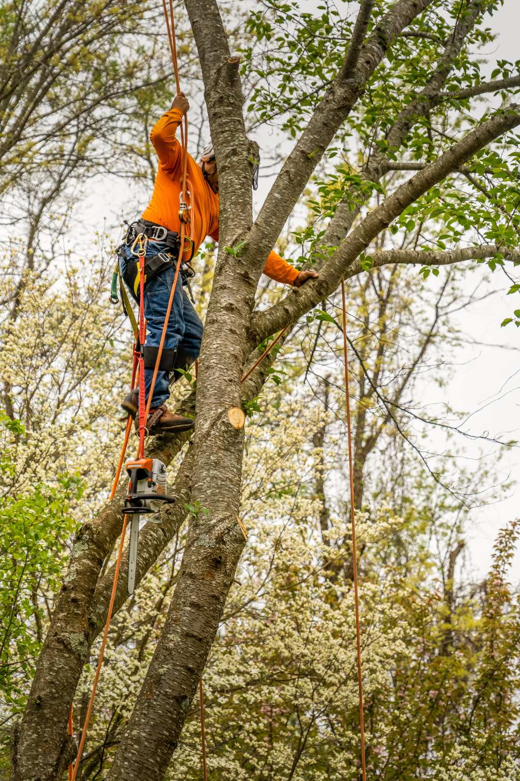 Tree Cutting Services Wilmington NC