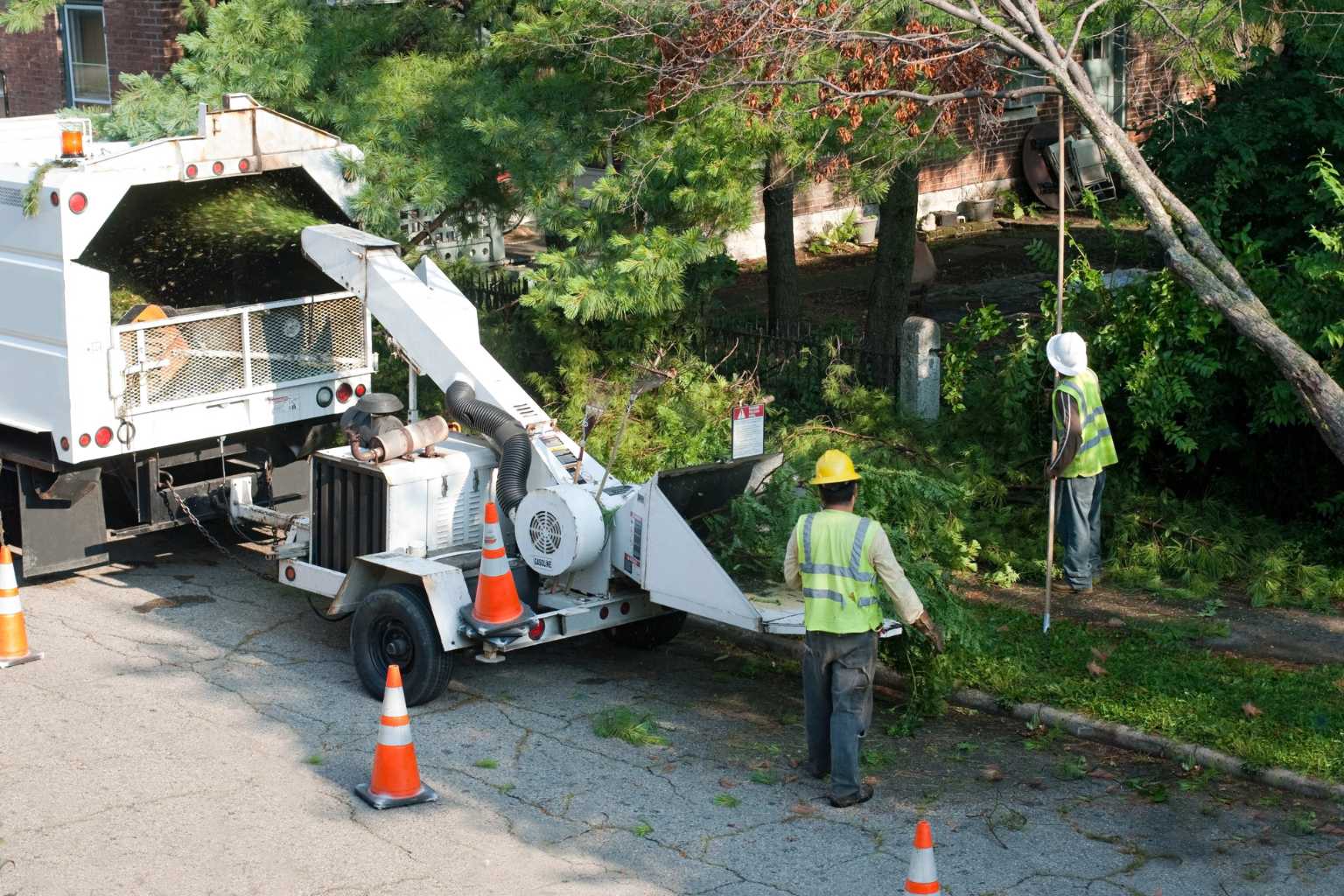 Tree Pruning Wilmington NC
