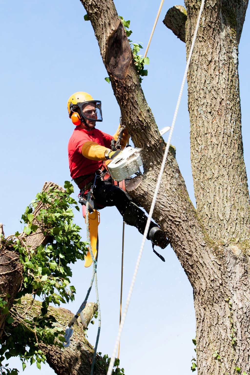 Wilmington NC Tree Removal
