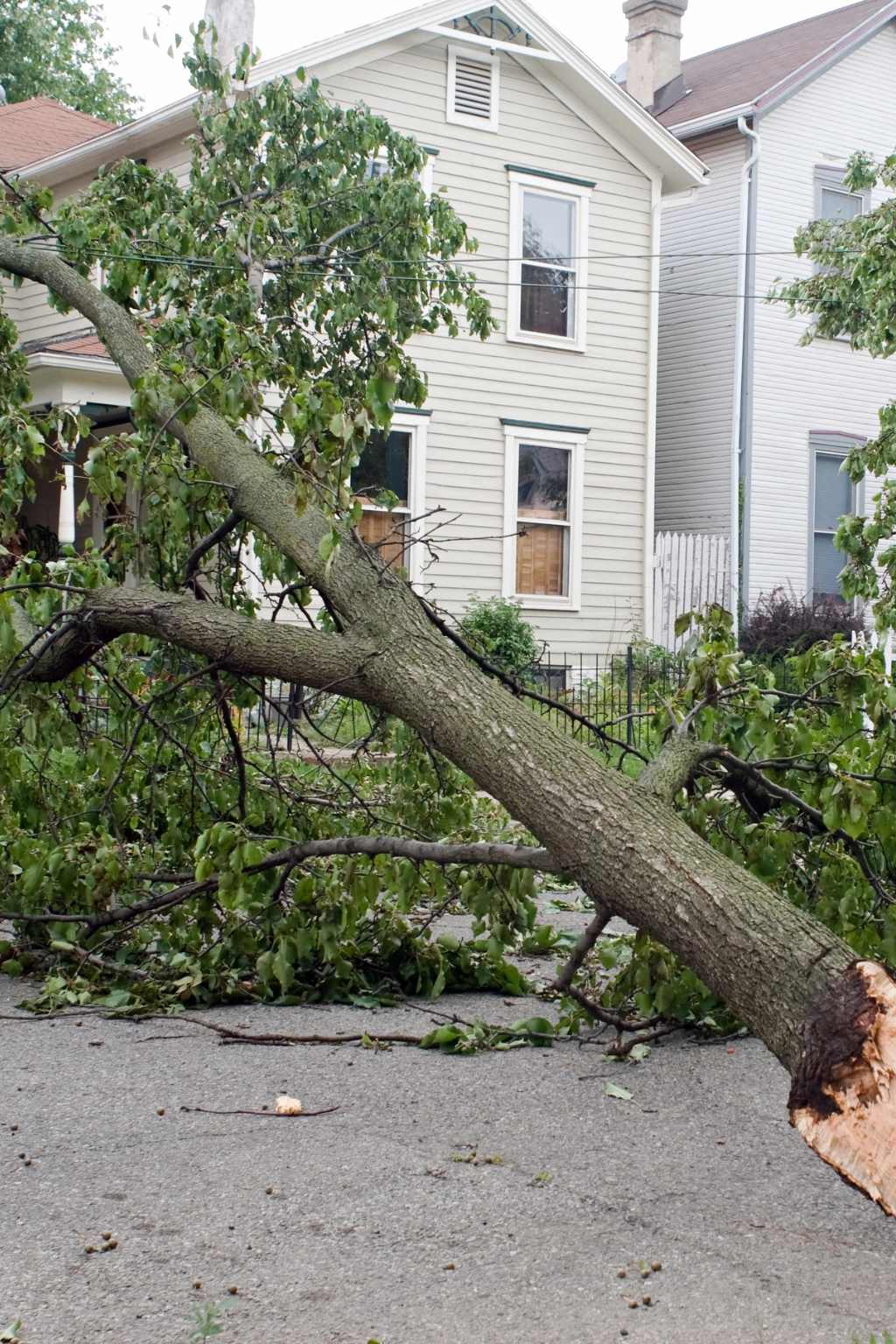 Wilmington Emergency Tree Removal Service