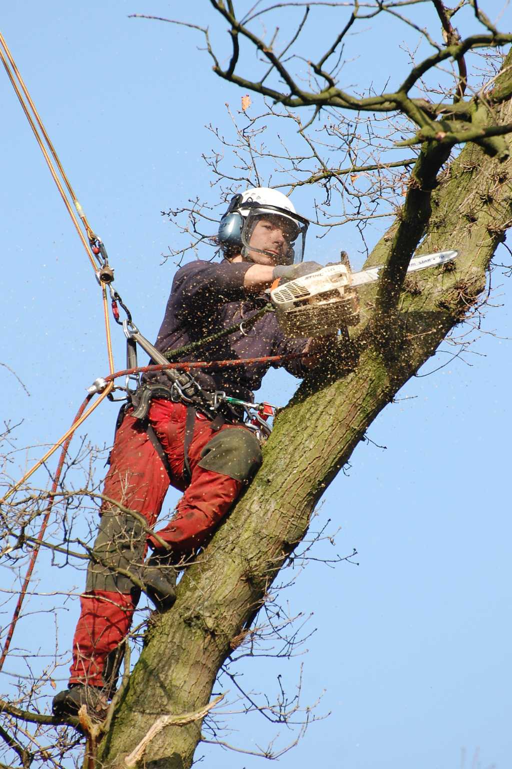 Wilmington NC Tree Cutters