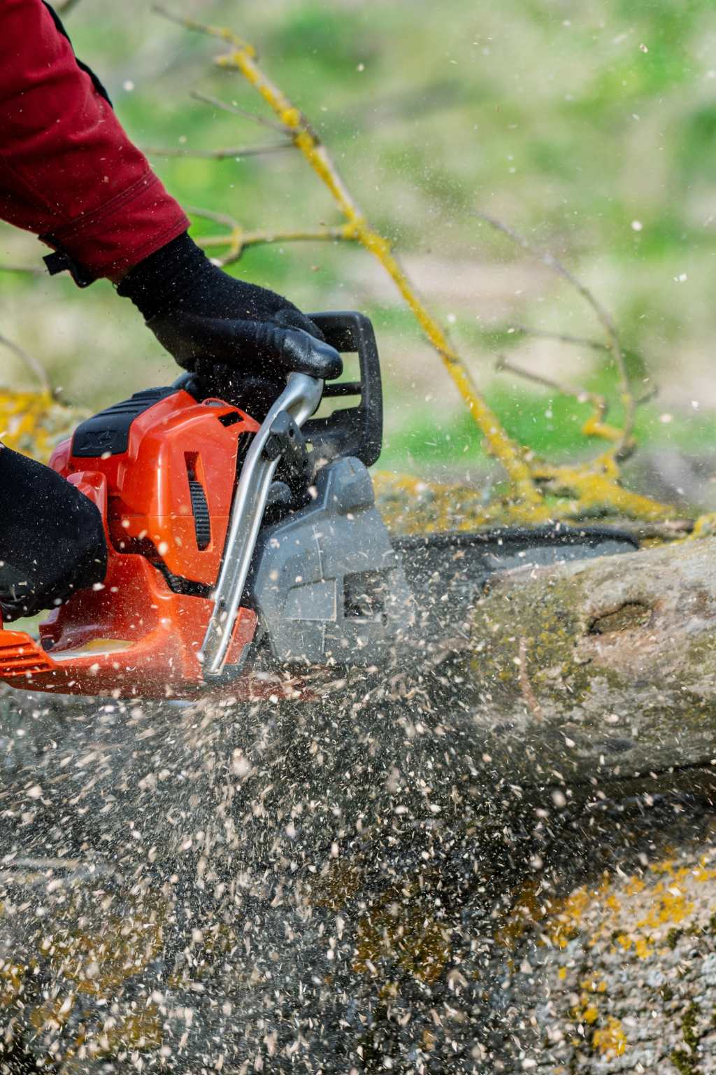 Wilmington NC Tree Experts