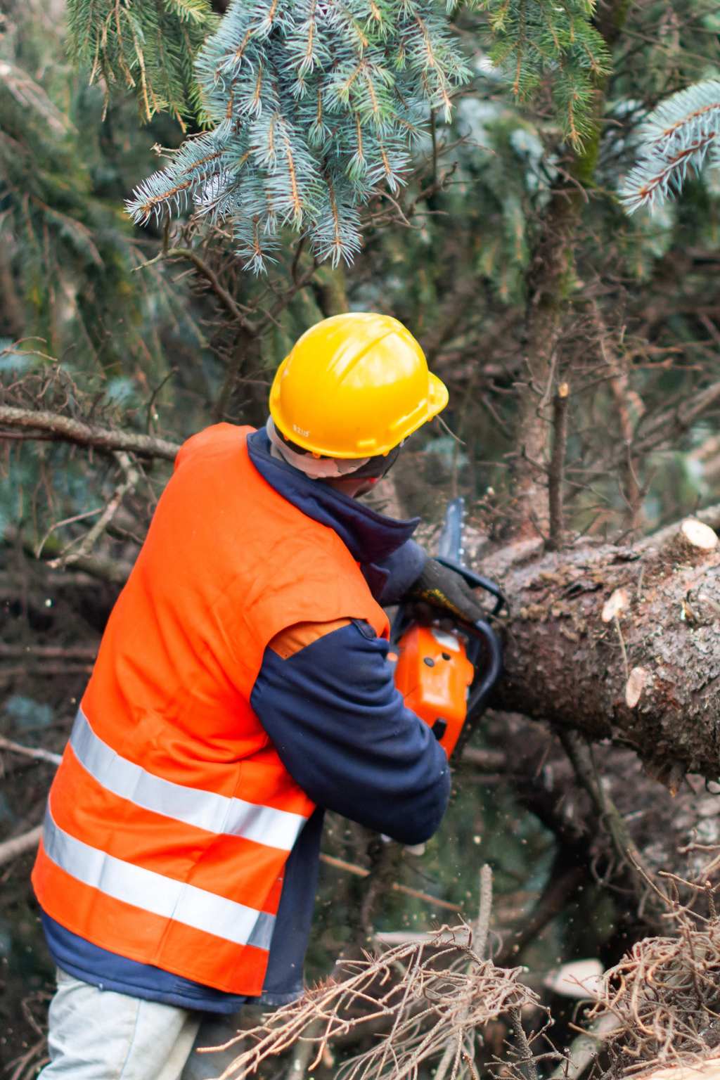 Tree Removal Service Wilmington